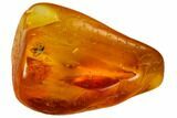 Fossil Fly (Diptera) In Baltic Amber #109475-1